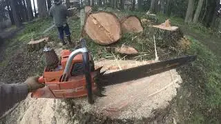 Tall Fir & Tight Shot!!! Dynamic Hinge,,, Savin' Wood...