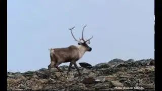 Mountain Caribou - NV Presentation by Tim Burkhart - May 21, 2020