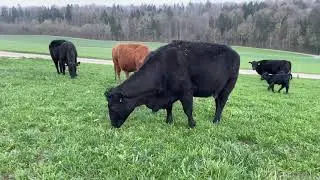 Swiss Black Angus Mutterkuhherde auf dem Zimberihof