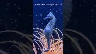 How Do Seahorses Reproduce?  #DidYouKnow #OceanFacts #SeahorseReproduction