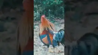 wild cock challenging the opponent 💪 #redjungle Fowl