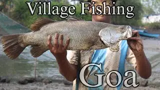 Giant barramundi catch Everrrr (Goa)😱Ancient fishing technique
