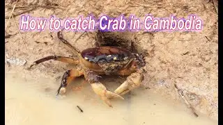 How to catch crab / Catch Crab in  deep hole.