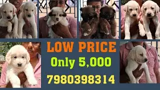 [ NEW STOCK ] European Golden Retriever | Culture Pom | Spitz | Labrador | Kolkata | 7980398314 |
