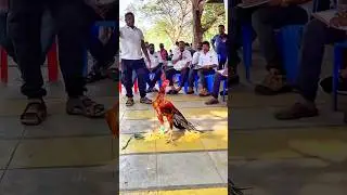 Parrot Beak Fantail Aseel Chicken | Dindigul Exhibition 2026 Highlight | Nayak Aseel Breeds