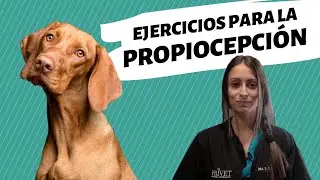 EJERCICIOS PARA LA PROPIOCEPCIÓN - ¿Qué es este concepto?
