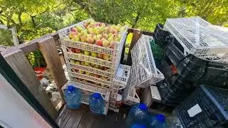 4398 Ботва для червей, яблоки на хранение. Worm tops, apples for storage.