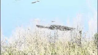 Alligator Courtship