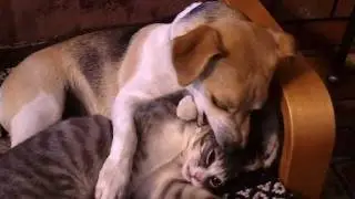 Jack-a-bee playing with kitten