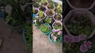 garden makeover #malayalam #gardening #simple