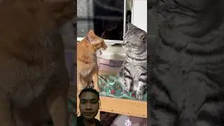 #cat #kitten #meow #cute #youtube