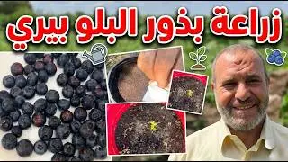 كيفية زراعة البلو بيري بالبذو.خطوة بخطوة حتى الحصول على الثمار تجربتي الناجحة في زراعة البلو بيري