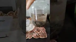 chana limbata galak.....