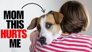 16 Things You&rsquo;re Doing Daily That HURT'S Your Dog&rsquo;s FEELINGS