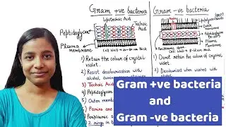 Gram positive and gram negative bacteria