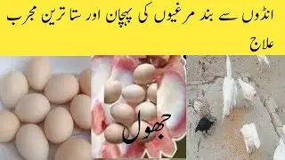 مرغی انڈے نہیں دیتی/اسکا سستا ترین علاج 