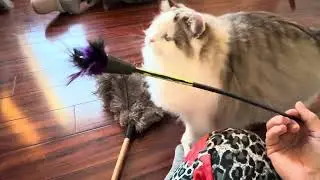 RagaMuffin Kittens-Daryl, Bean, and Ball-Imperial Rags
