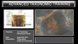 Thrips tabaci Under the microscope