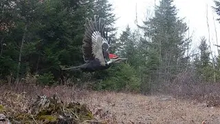 Downeast Maine Wildlife 2021-2025
