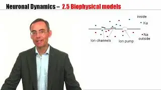 CNS2.5 - Detailed Biophysical Models