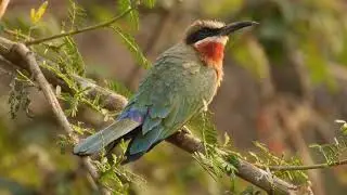 White-fronted bee-eaters at Kaingu Lodge