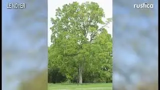 Le noyer (Juglans regia)