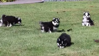 Pomsky Puppies For Sale