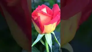 Вся прелесть розы на кусту.  Дмитрий Шлапак
