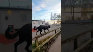 Maja auf dem Gel&auml;nder am Strandweg #dogchallenge