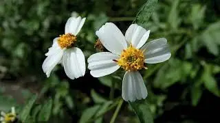 シロバナセンダングサ/Bidens pilosa 07_250922_森林公園
