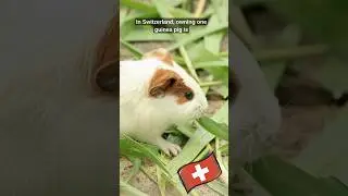 👉 Why Owning ONE Guinea Pig Could Get You in Trouble in Switzerland! 🇨🇭
