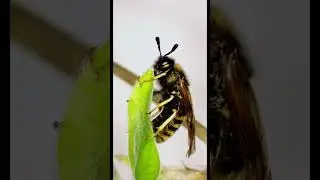NALPAS Sawflies