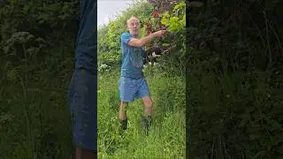 Purple Hedge Stripe #gardening #permaculture #hedges #adventure #cat #ideas #motivation #wow #like