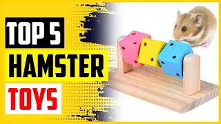 Top 5 Best Hamster Toys In 2022