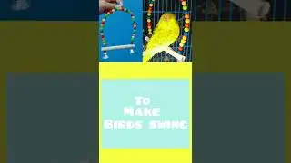 How to make Budgies Bird swing |DIY #shorts
