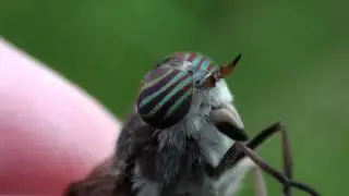 Horse Fly (Tabanidae: Hybomitra) Close-up