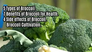 Broccoli. (Full review, definition,types, health benefits, side effects & planting techniques).