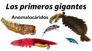 Anomalocáridos: los primeros superdepredadores de la Tierra
