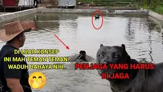 PITBULL BIG SIZE XL WARNA HITAM MIRIP MACAN (GALAK) PENJAGA PETERNAKAN | GREBEK KANDANG ANJING