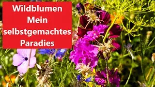 Wildblumen - Mein selbstgemachtes Paradies    Film 142