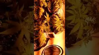 Culture d'une OG Glueberry Auto Graines Dutch Passion