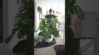 Repotting my huge monstera! #plantcare #monsteraplant #repottingplants