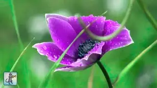 3 HOURS of Beautiful Flowers 🌼 ~ Amazing Nature Scenery & The Best Relax Music (1080p HD)