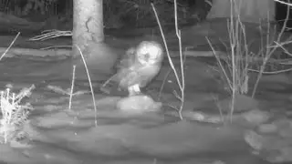 owls, fisher cat, fox and more
