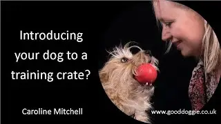 Introducing a dog training crate to your dog or puppy.