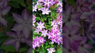 Rare Clematis Flowers Blooming 😍 | Spring Vibes