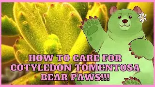 HOW TO CARE FOR SUCCULENTS: Cotyledon Tomentosa BEAR PAWS! With the help of Mars Hydro Growlights!