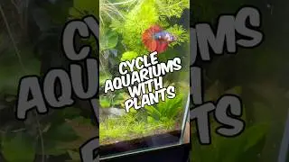 How To Cycle An Aquarium Using Plants (No Filter Needed!)