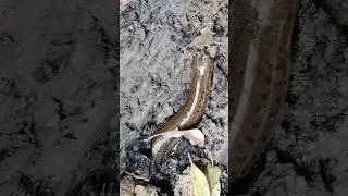 Kuche dhora🪱#shorts #viral #video 🪱