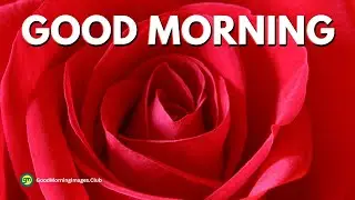 Good Morning Rose - Good Morning Rose Image - Love Good Morning Rose